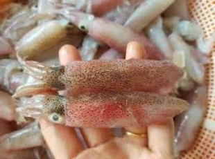 Cá Món Mực Cơm (theo mùa)